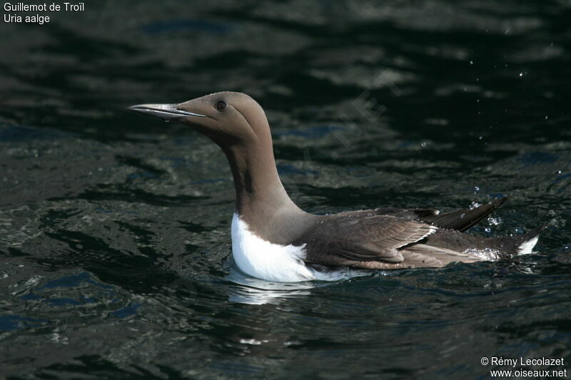 Common Murre