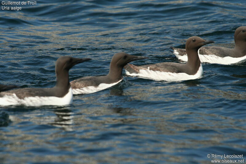 Guillemot de Troïl