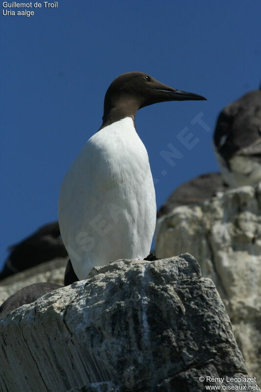 Common Murre