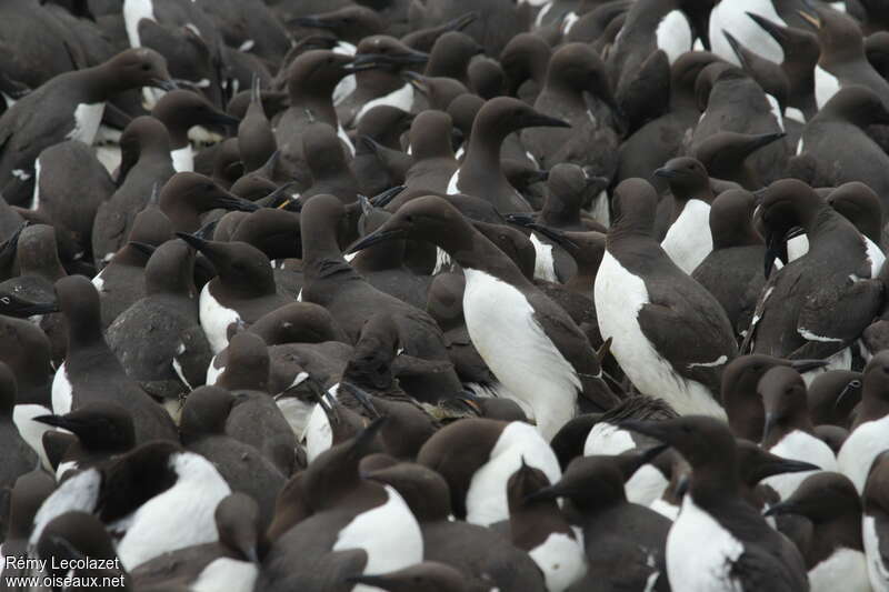 Guillemot de Troïladulte, r. coloniale