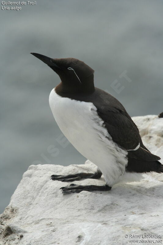 Common Murre