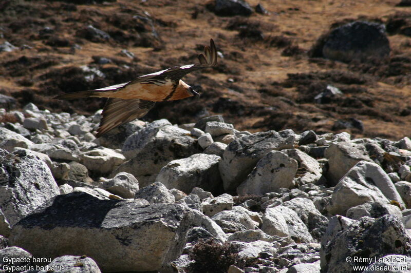 Bearded Vulture