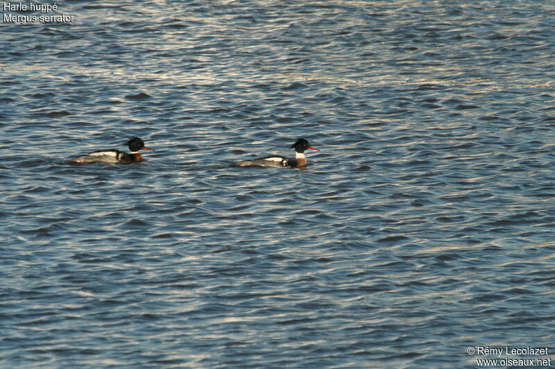 Red-breasted Merganser 