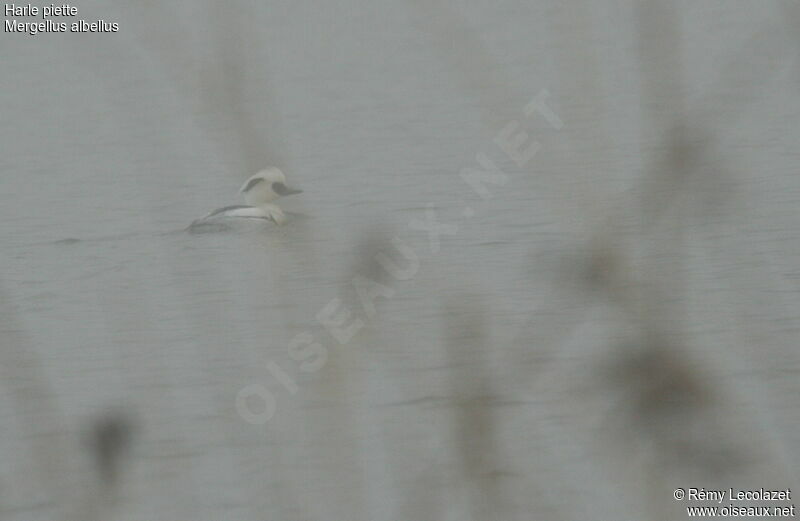 Smew