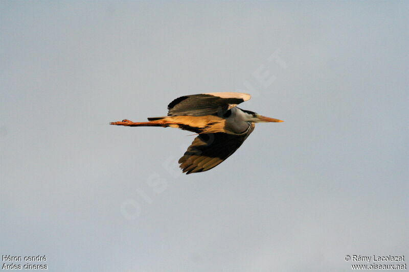 Grey Heron