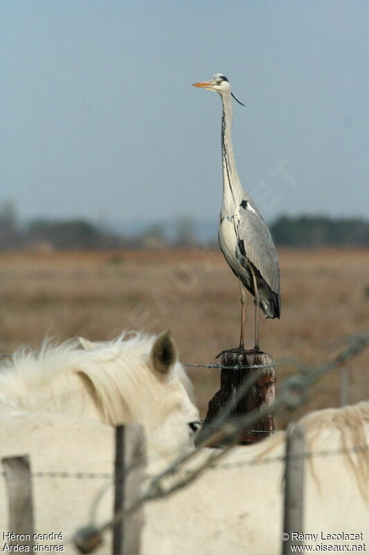 Grey Heron