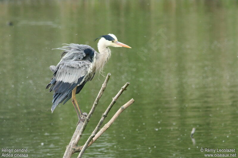 Grey Heron