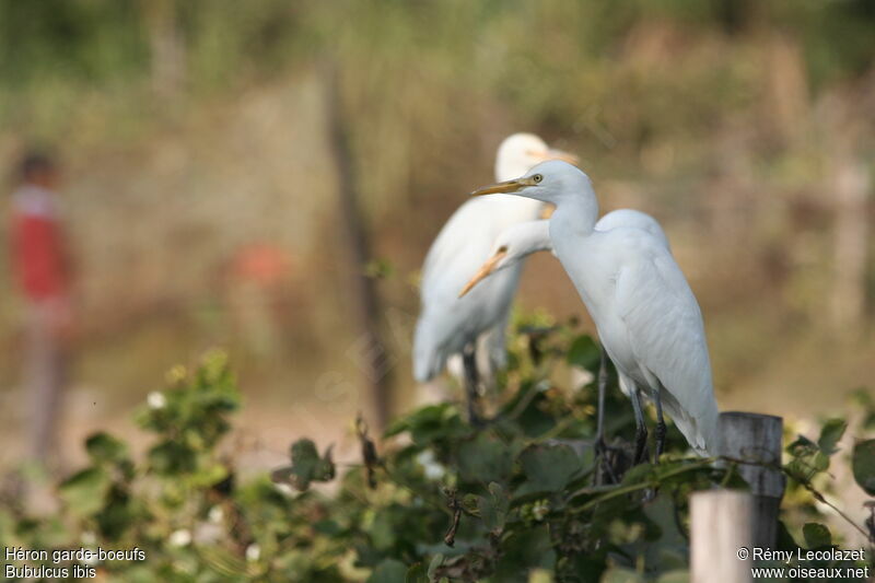 Western Cattle Egret