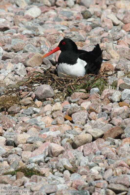 Eurasian Oystercatcheradult breeding, Reproduction-nesting