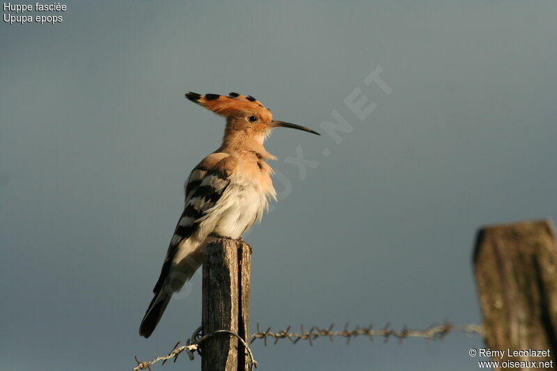 Eurasian Hoopoeadult