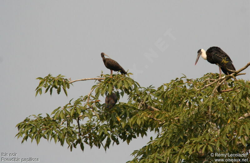 Red-naped Ibis