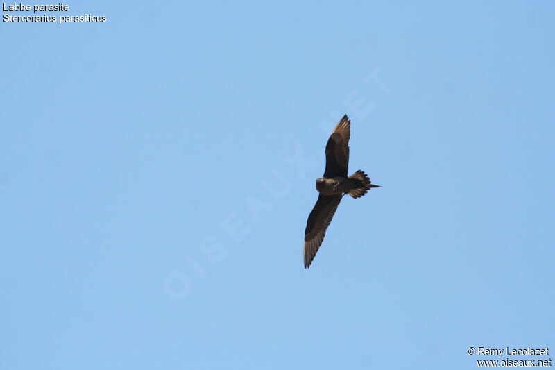 Parasitic Jaeger