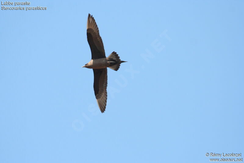 Parasitic Jaeger