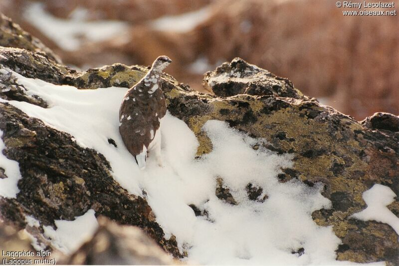 Rock Ptarmigan