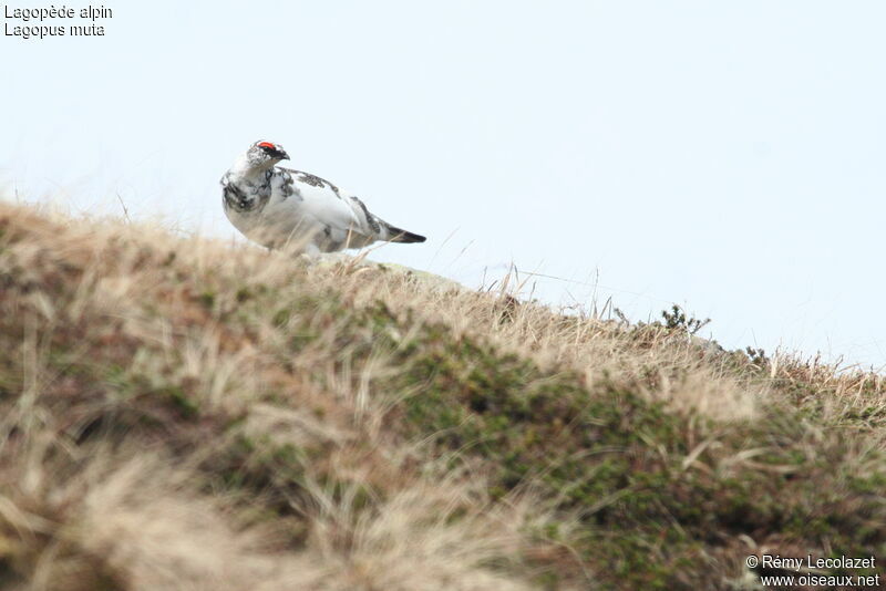 Rock Ptarmigan male adult