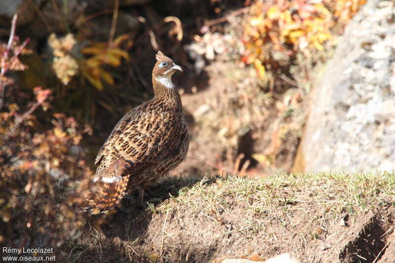 Himalayan Monal female adult, identification