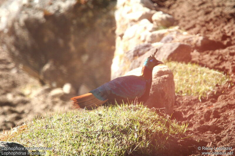 Lophophore resplendissant mâle adulte