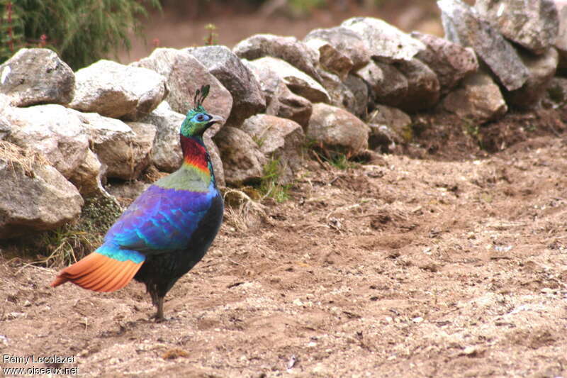 Lophophore resplendissant mâle adulte nuptial, identification