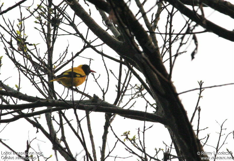 Black-hooded Oriole male adult