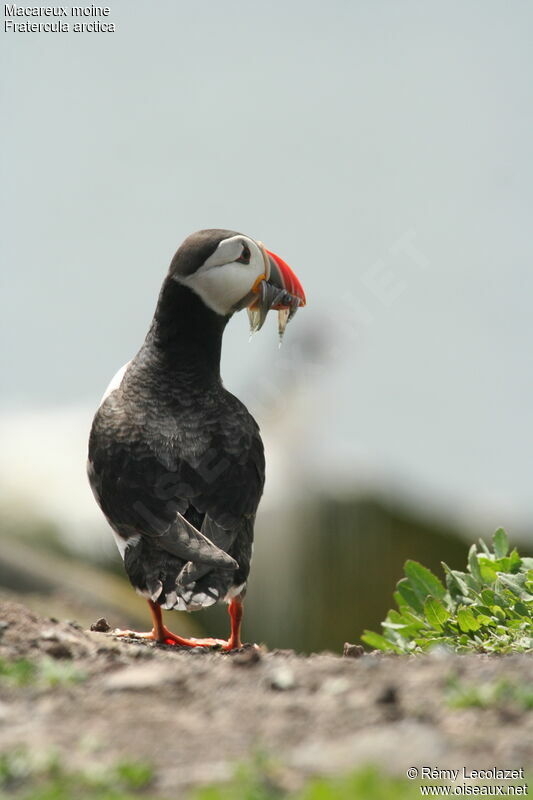 Atlantic Puffin, Behaviour