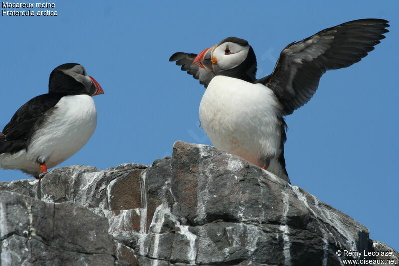 Atlantic Puffin, Behaviour