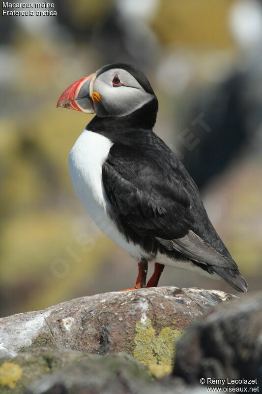 Atlantic Puffin