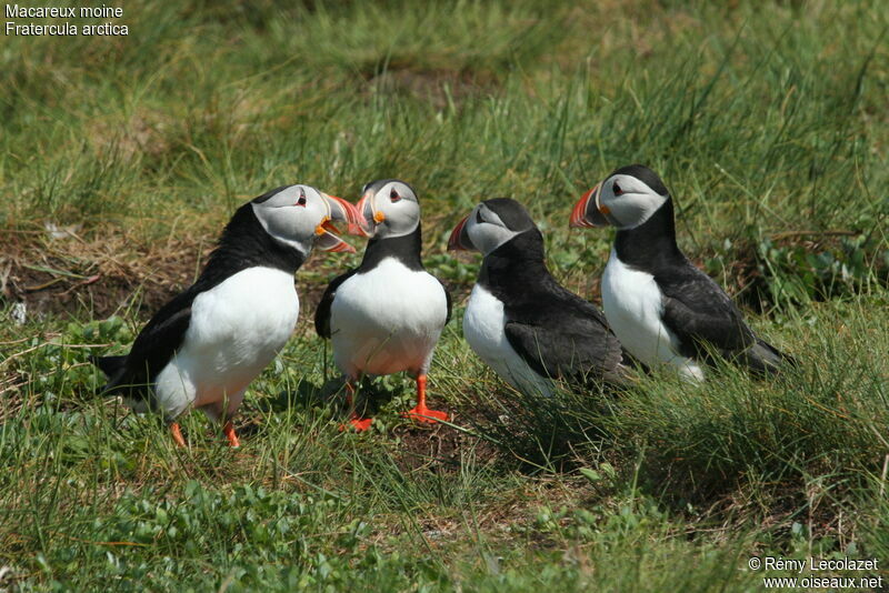 Atlantic Puffin