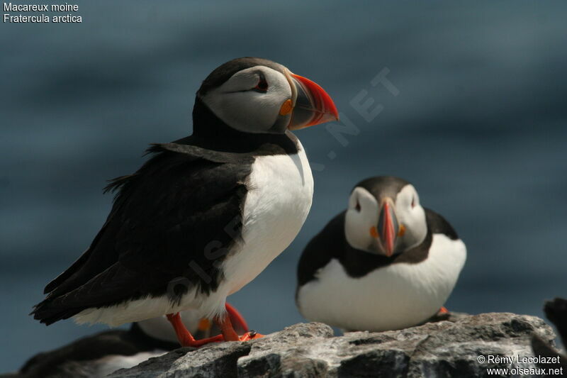 Atlantic Puffin