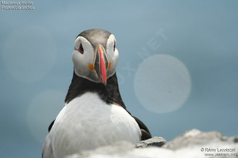 Atlantic Puffin