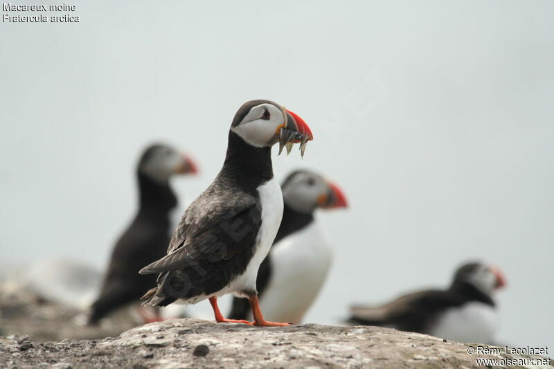 Atlantic Puffin, Behaviour