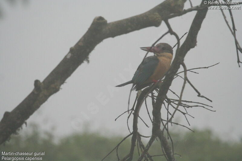 Stork-billed Kingfisher