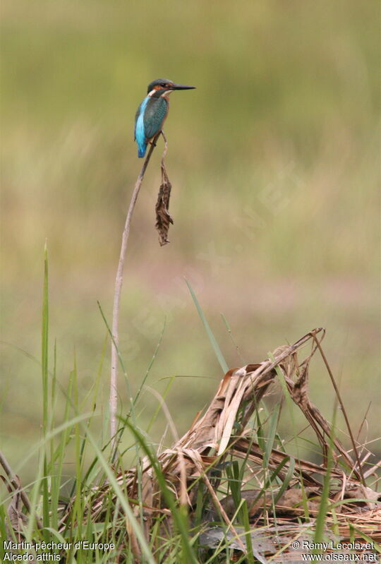 Common Kingfisher