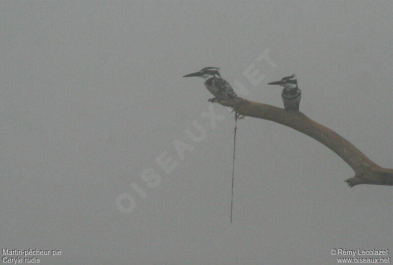 Pied Kingfisher