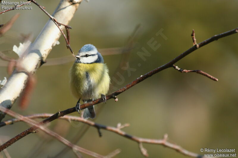 Mésange bleueadulte