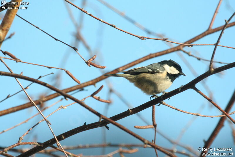 Coal Tit