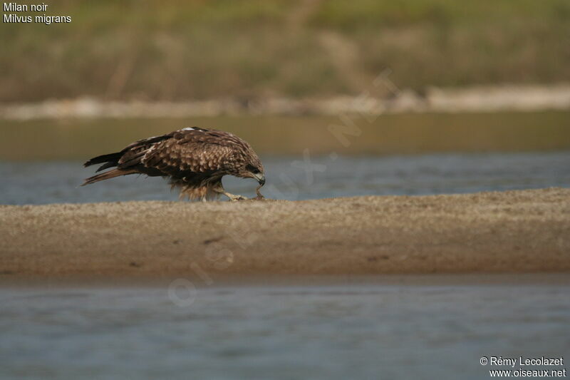 Black Kitejuvenile