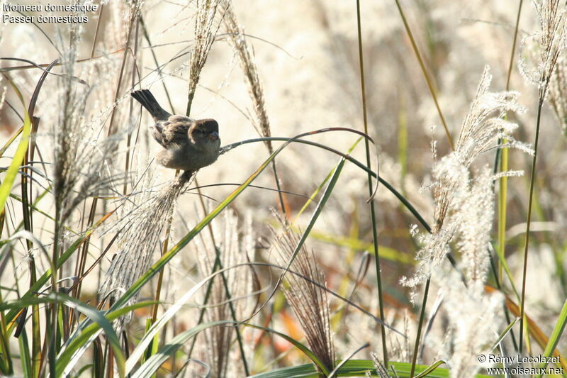 Moineau domestique