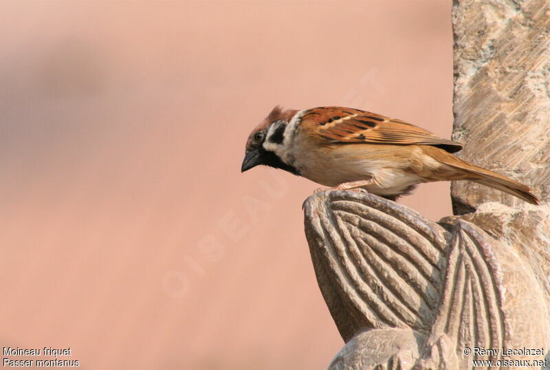 Moineau friquet mâle adulte