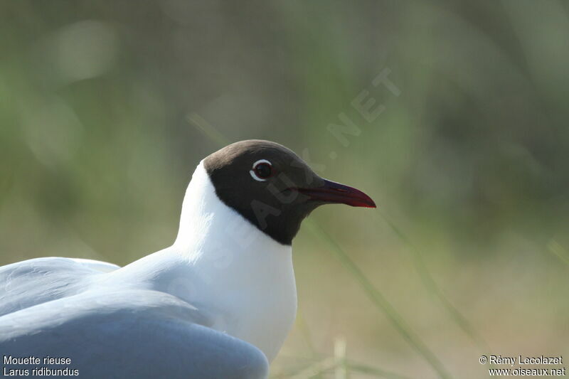 Mouette rieuseadulte