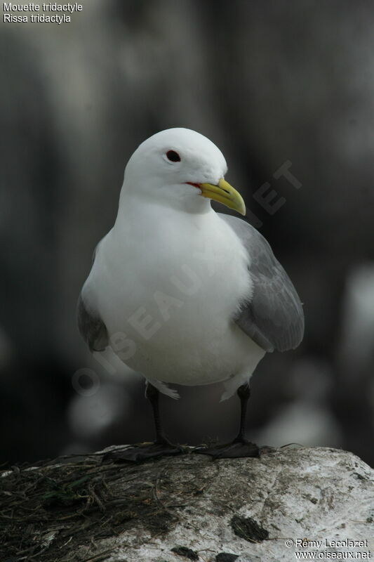 Black-legged Kittiwake