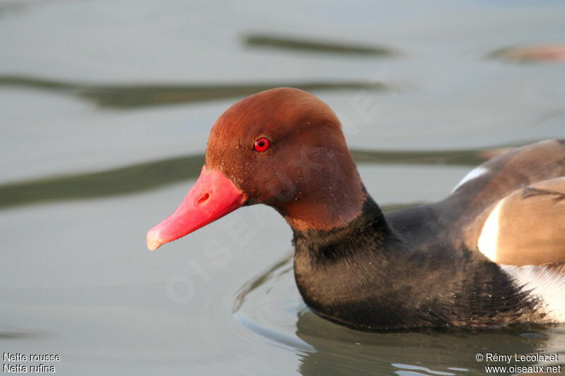 Red-crested Pochard male adult