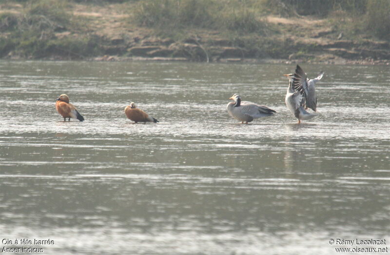 Bar-headed Goose adult