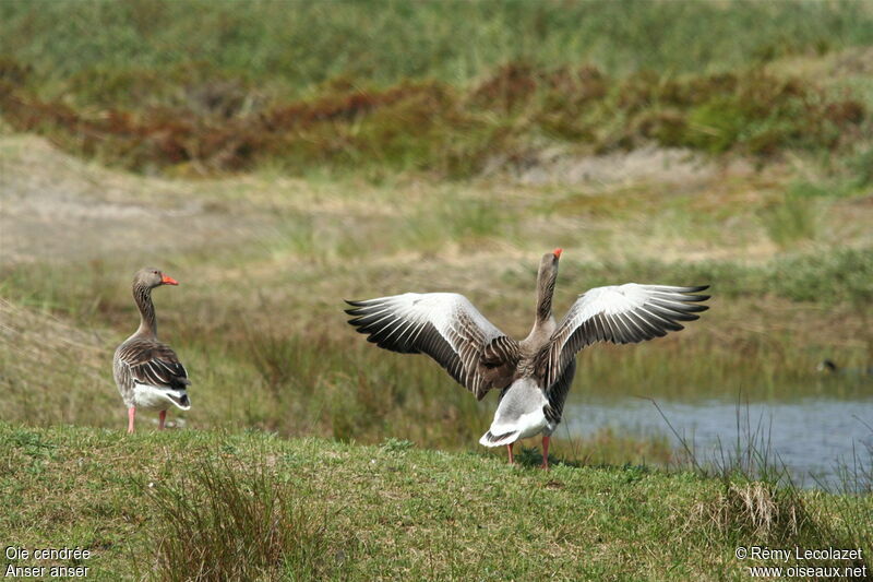 Greylag Goose adult