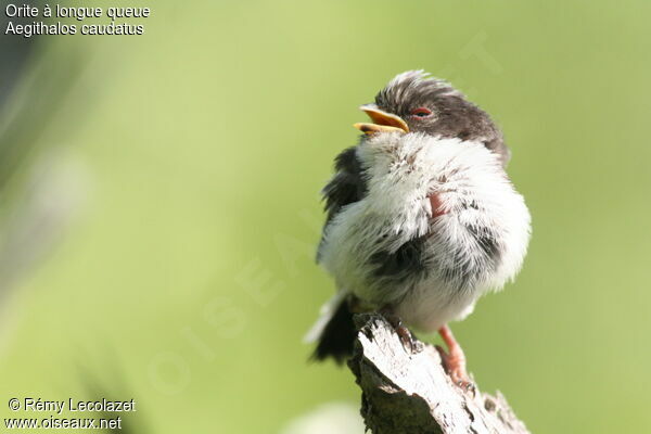 Long-tailed Titjuvenile