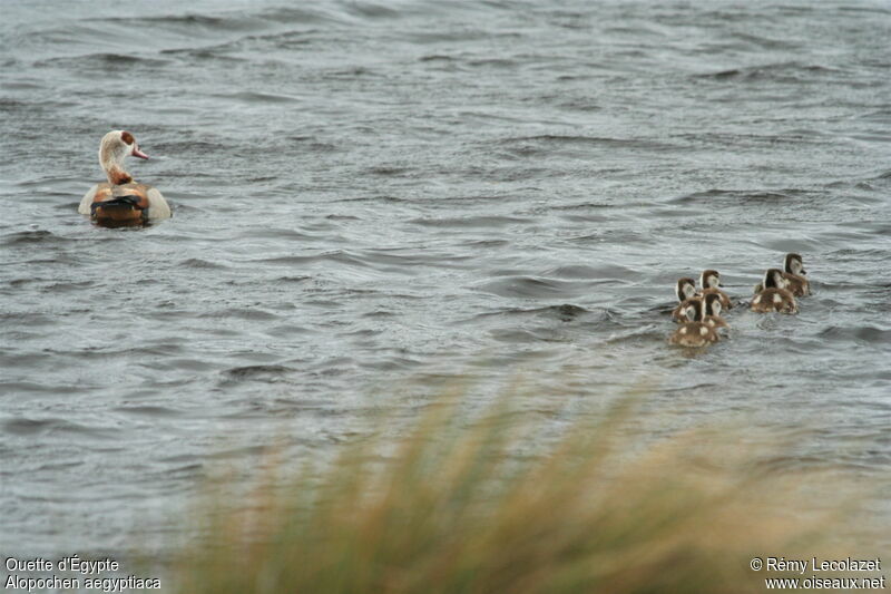 Egyptian Goose