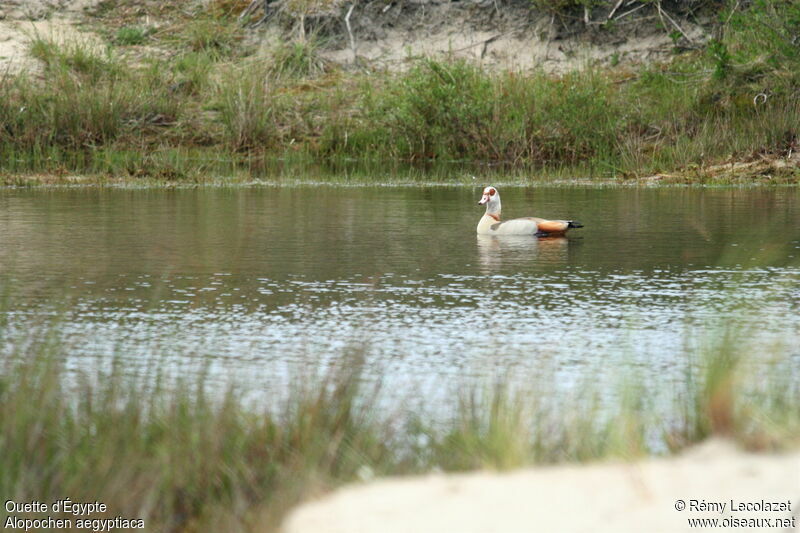 Egyptian Goose