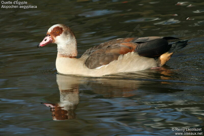 Egyptian Gooseadult breeding