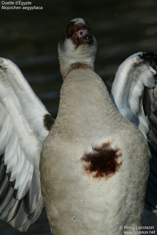 Egyptian Gooseadult breeding