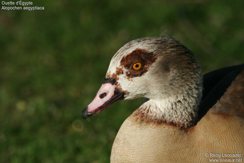 Egyptian Gooseadult breeding