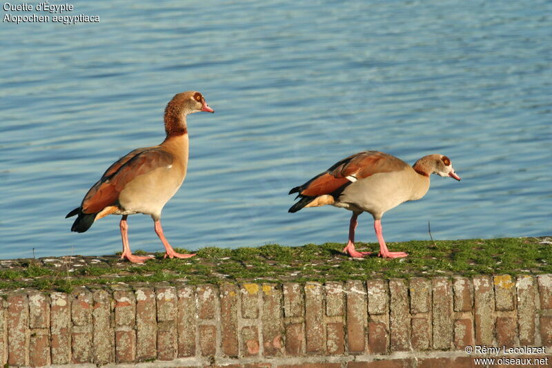 Egyptian Goose adult breeding